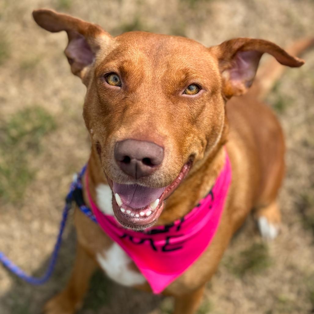 Nova