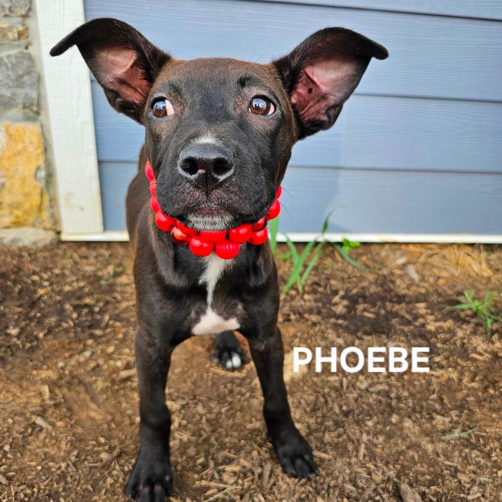 Phoebe 