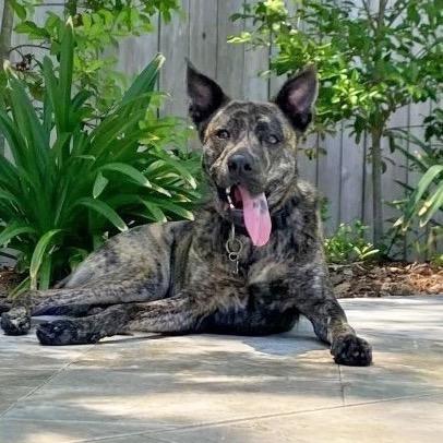 Boudreaux Reese (Reduced Rover)