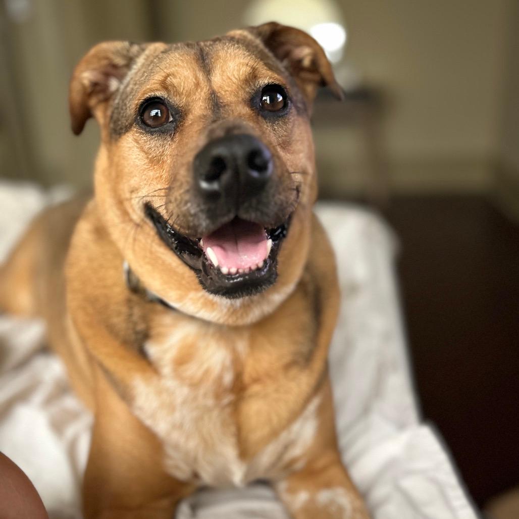 Olive (Reduced Rover)