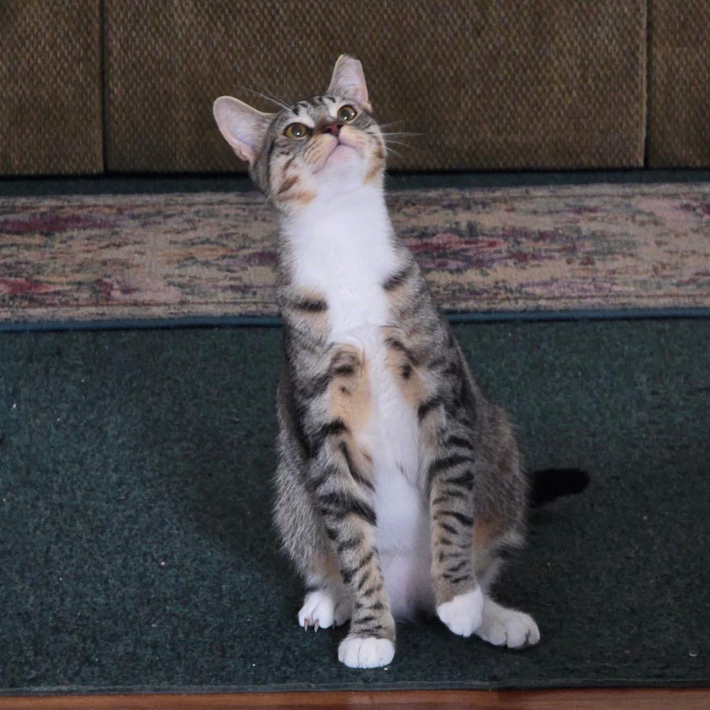 Nina (3 Waterman Kitten 2) - CHIP