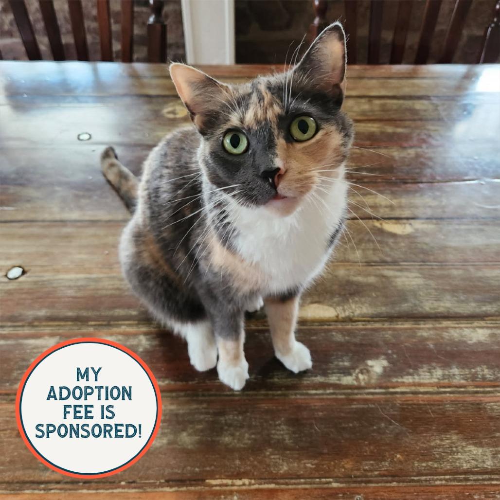 Daisy - IN FOSTER
