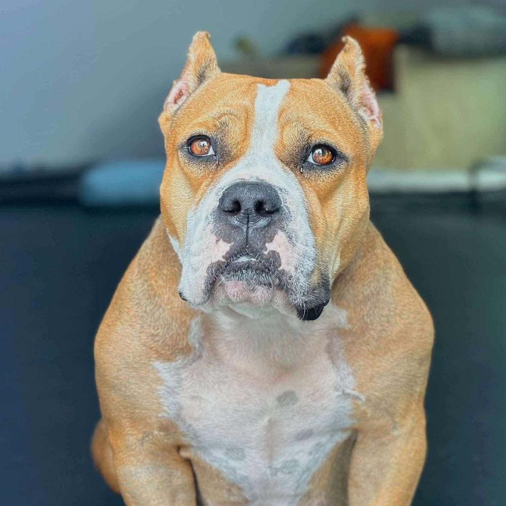 Siggi