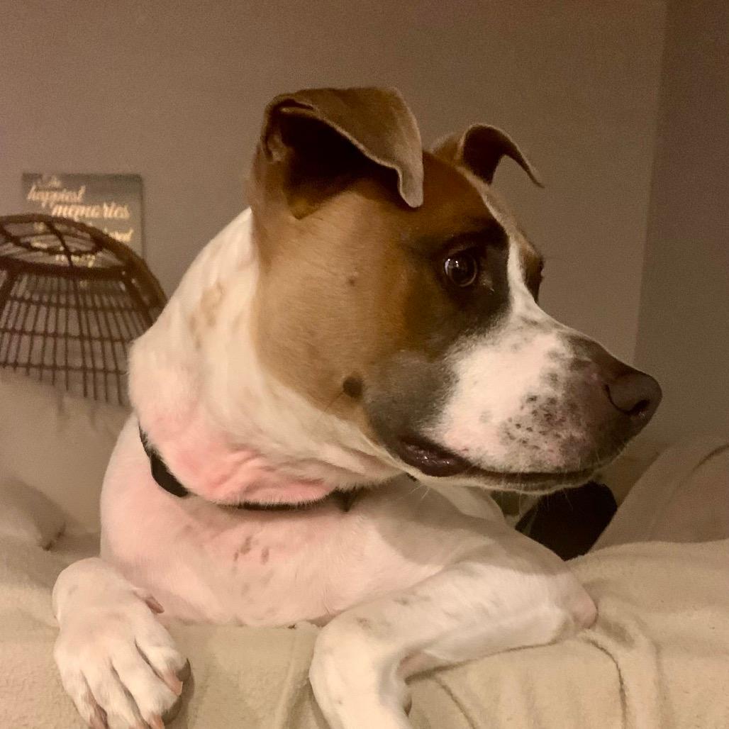 Bailey (In Foster)