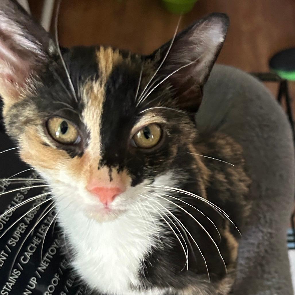 Zazu