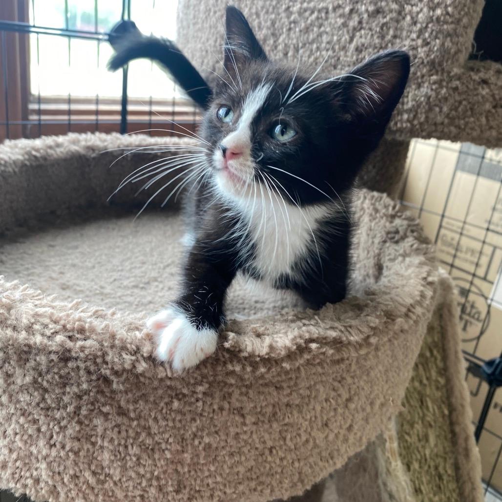 Oreo 