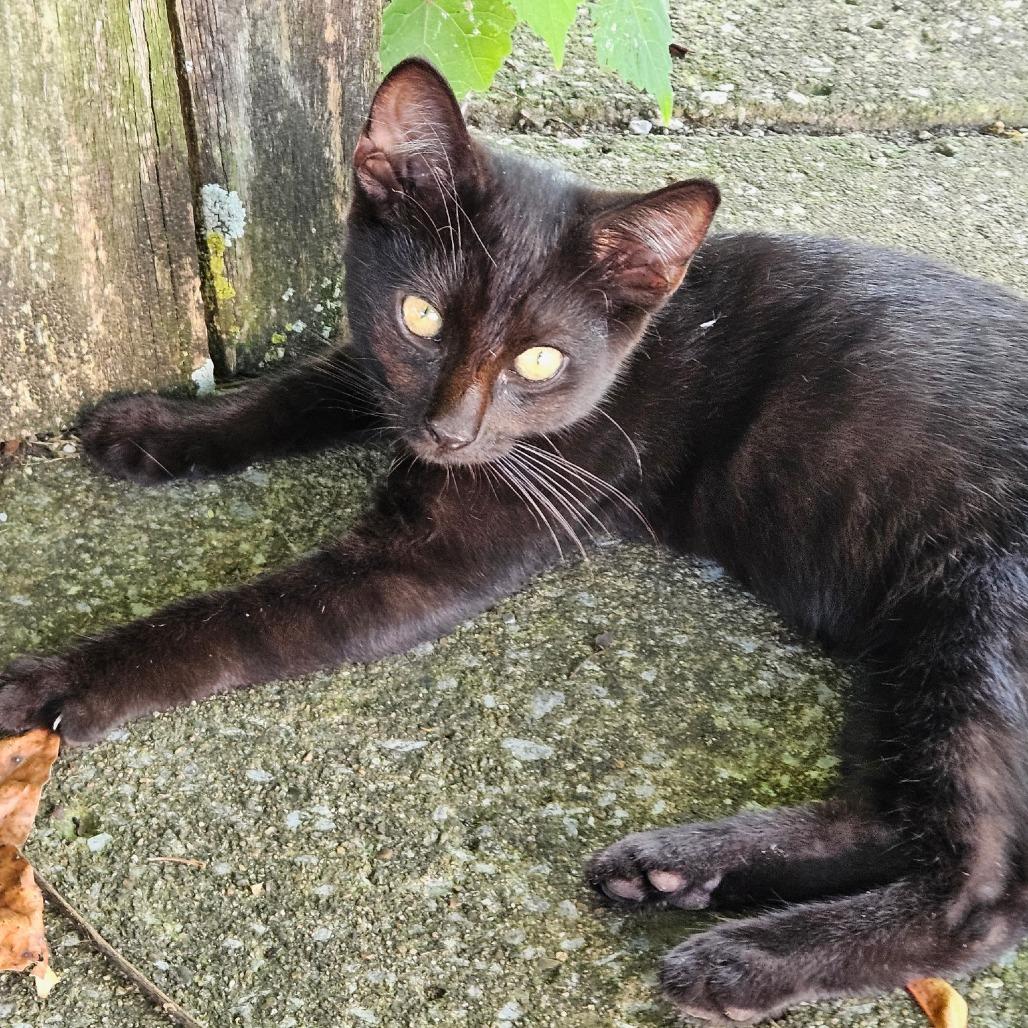 Bagheera 