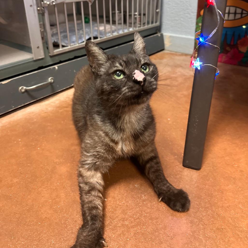 Catrick