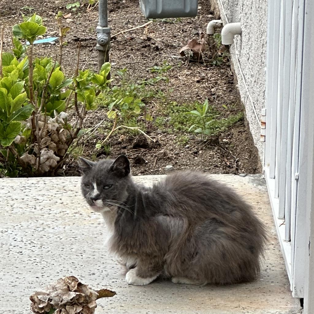 Rufus