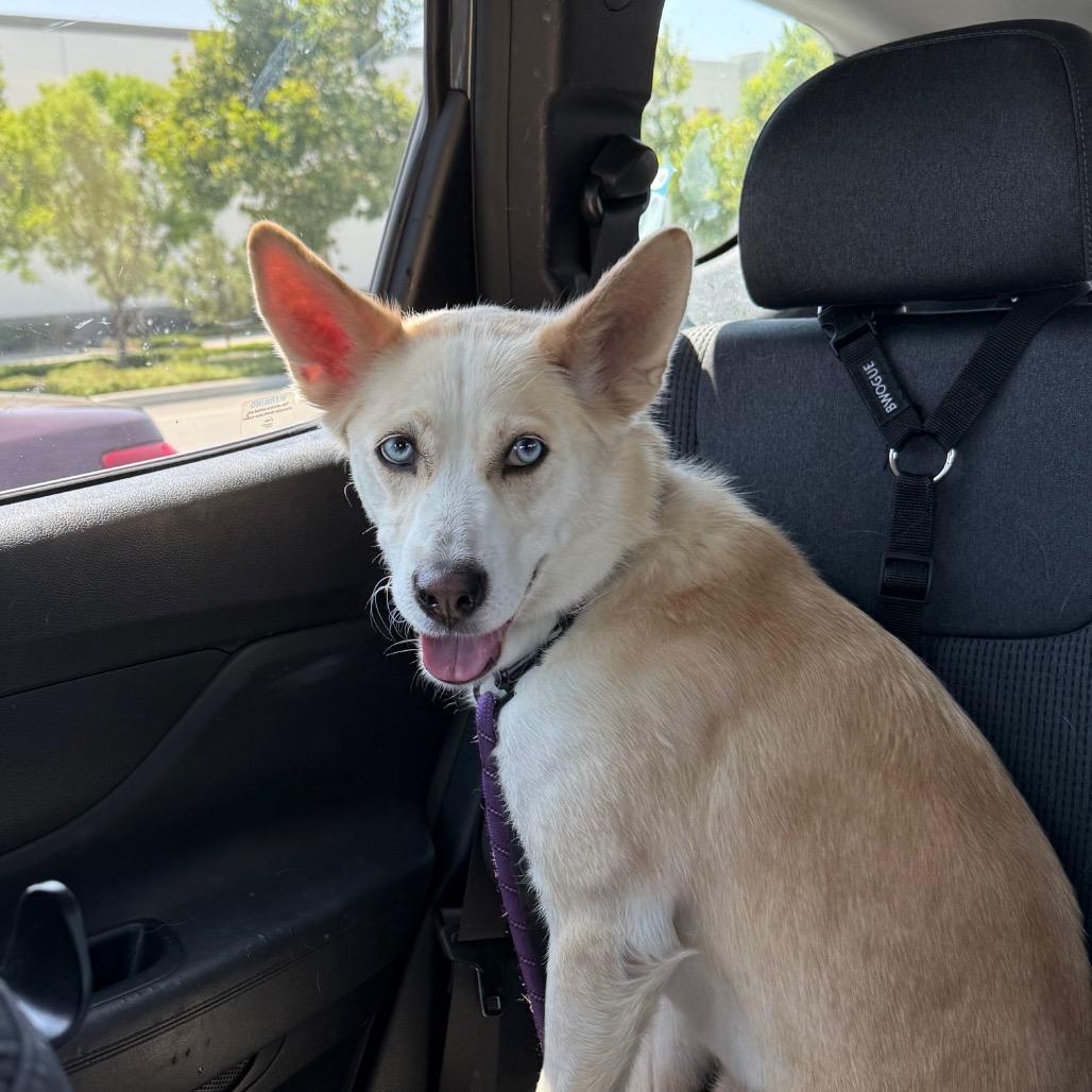 Nyla