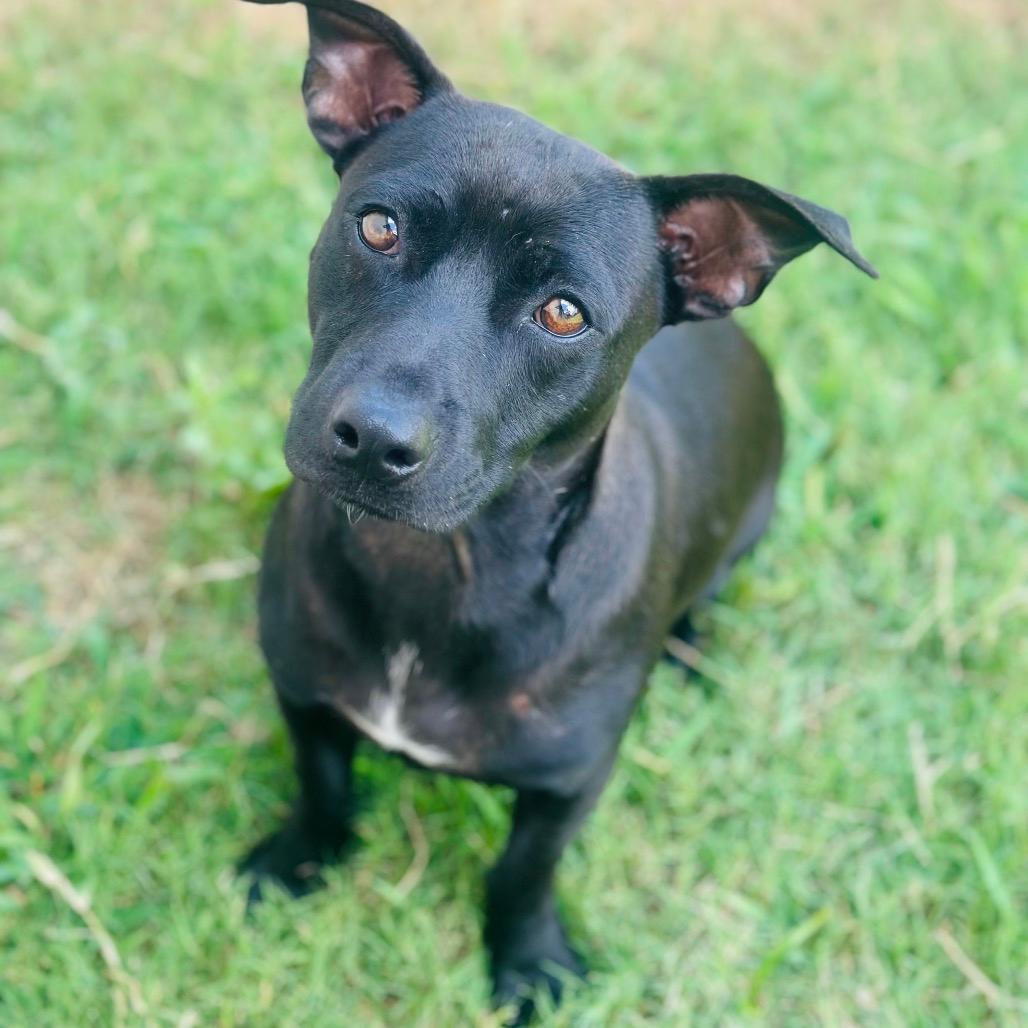 Picture of Cubano
