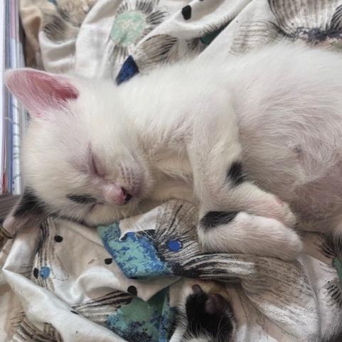 Fluffers