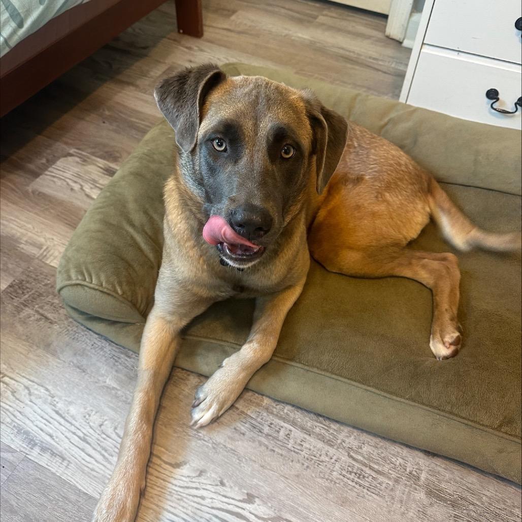 Dahlia (Tripod)