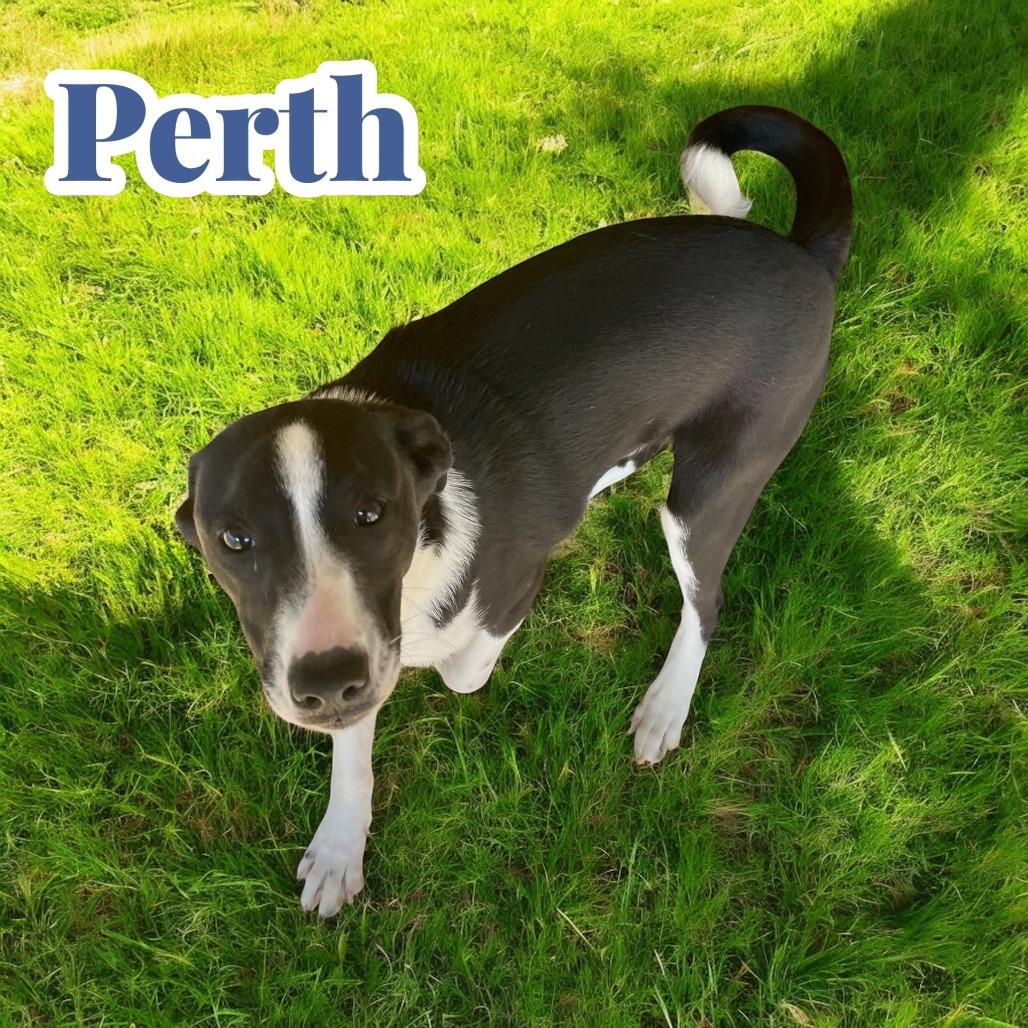 Picture of Perth