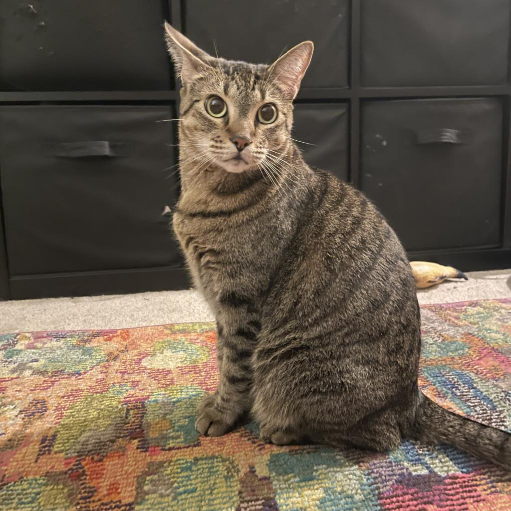 Miss Lady