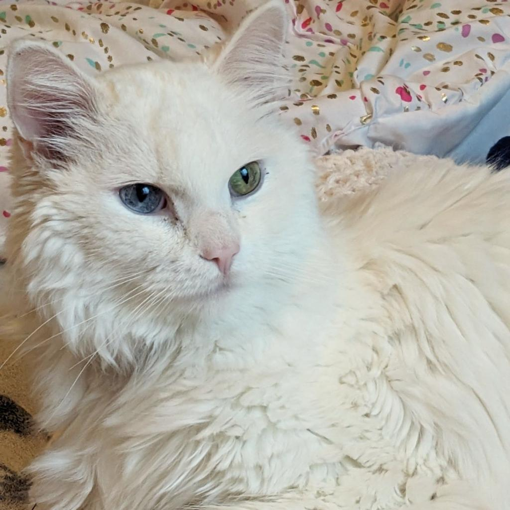 Angel
