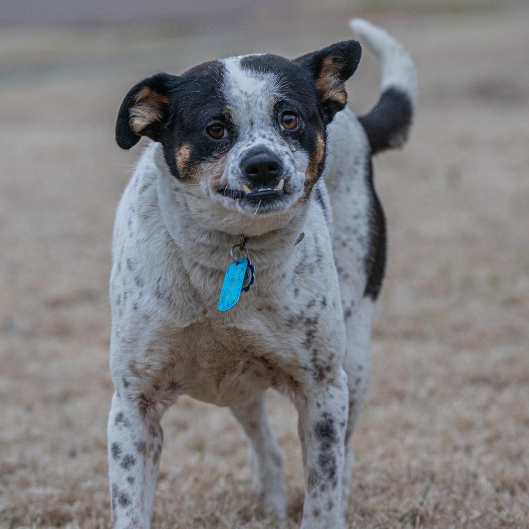 Lilo (Formerly Wish)