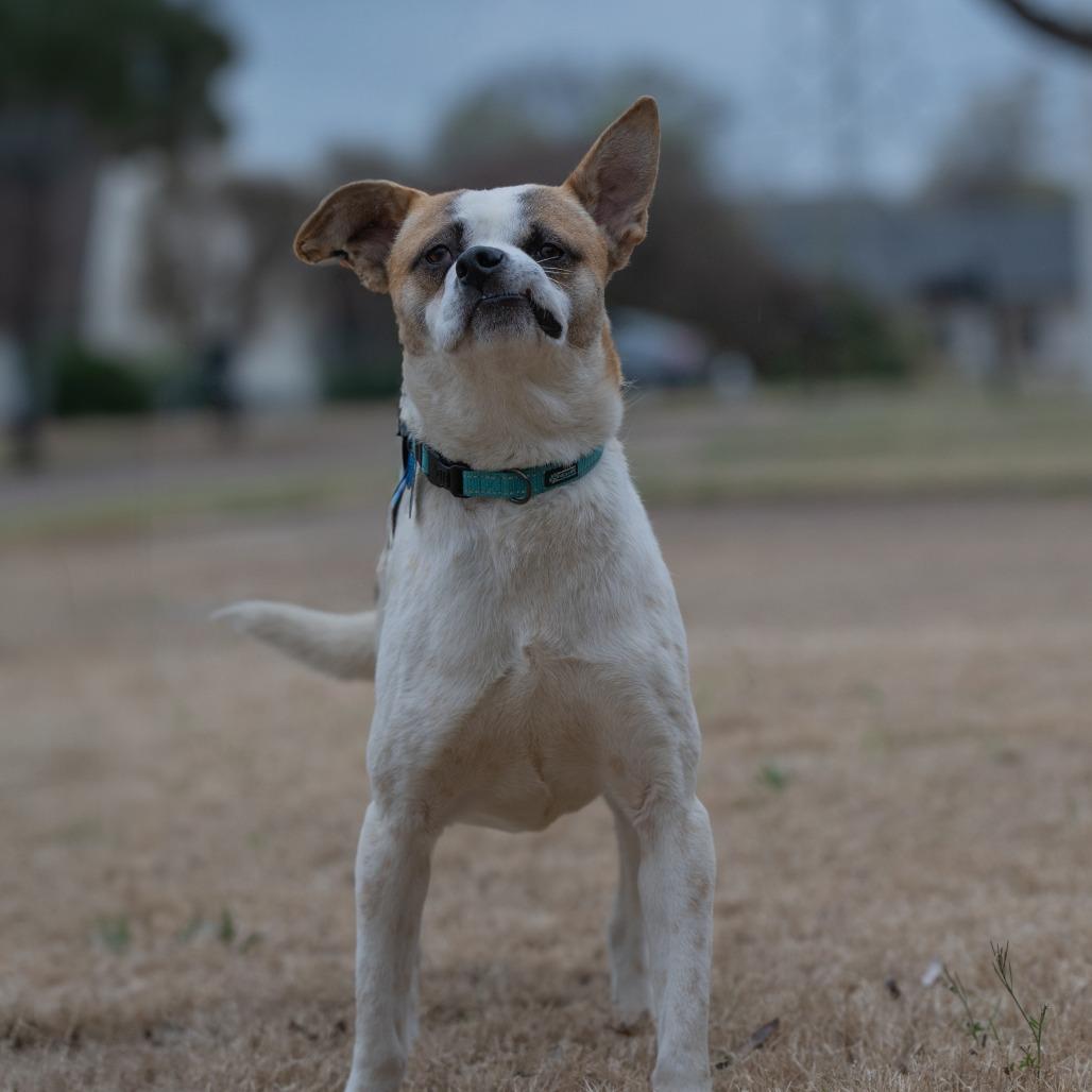 Stitch (Formerly Lava)