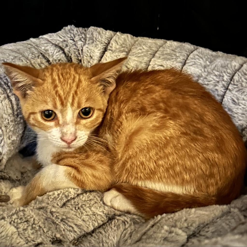 Weasley