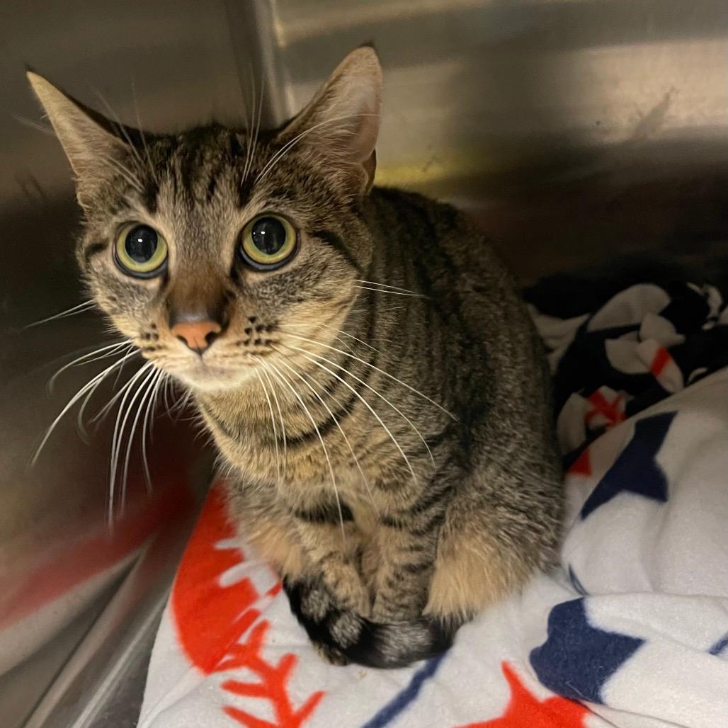 LILLY (bonded w/Daphne)