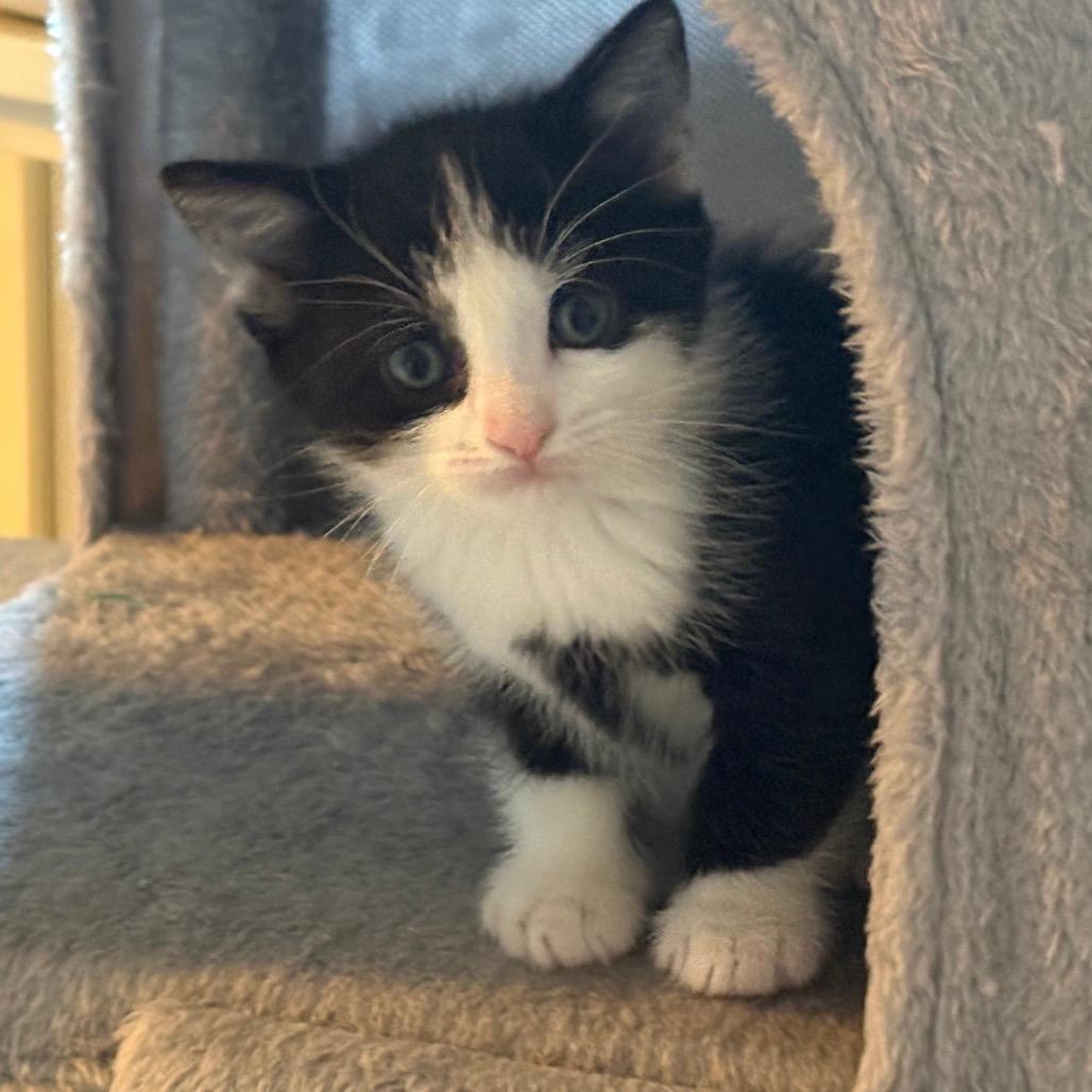 Tux