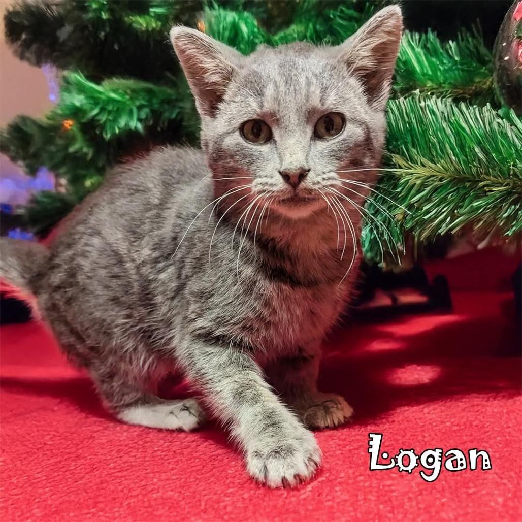 Logan (FeLV+)