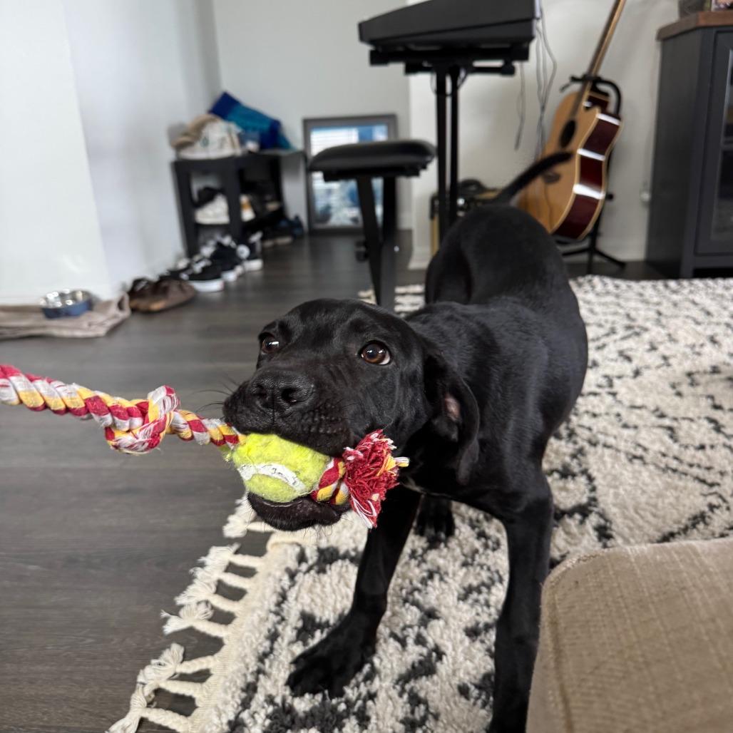 Juno