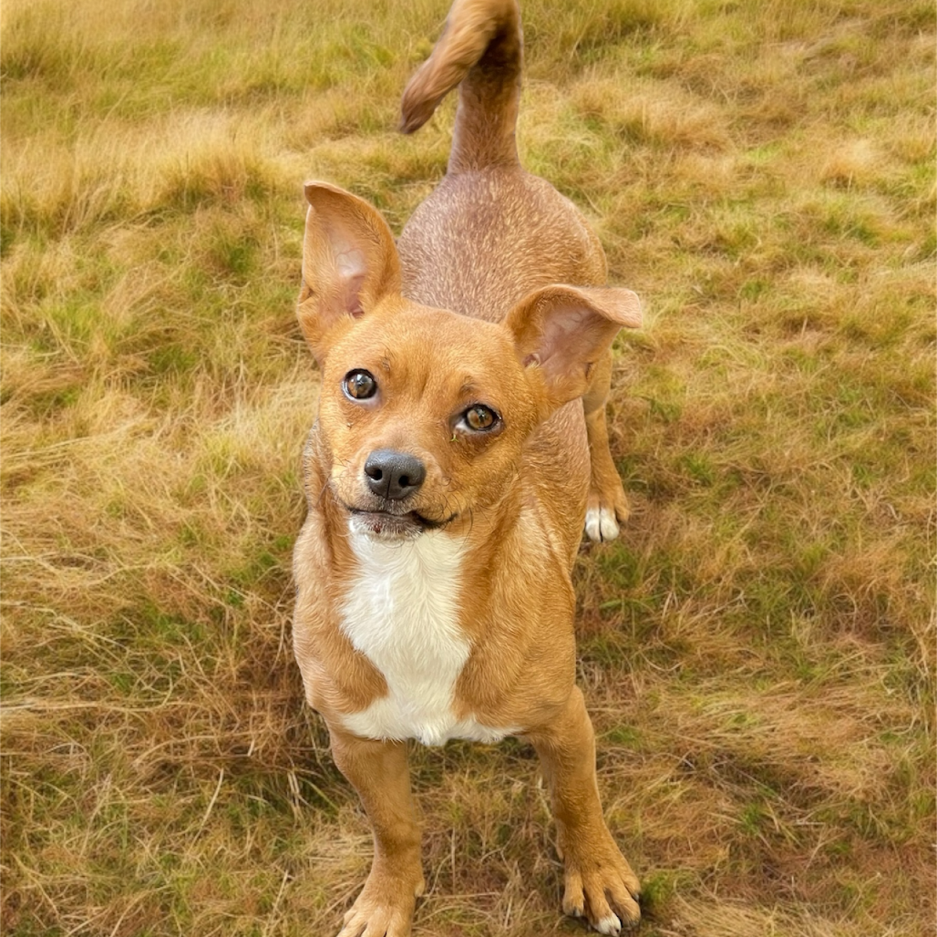 SALLY (I'm sponsored. Reduced adoption fee)