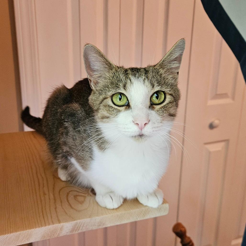 Mittens