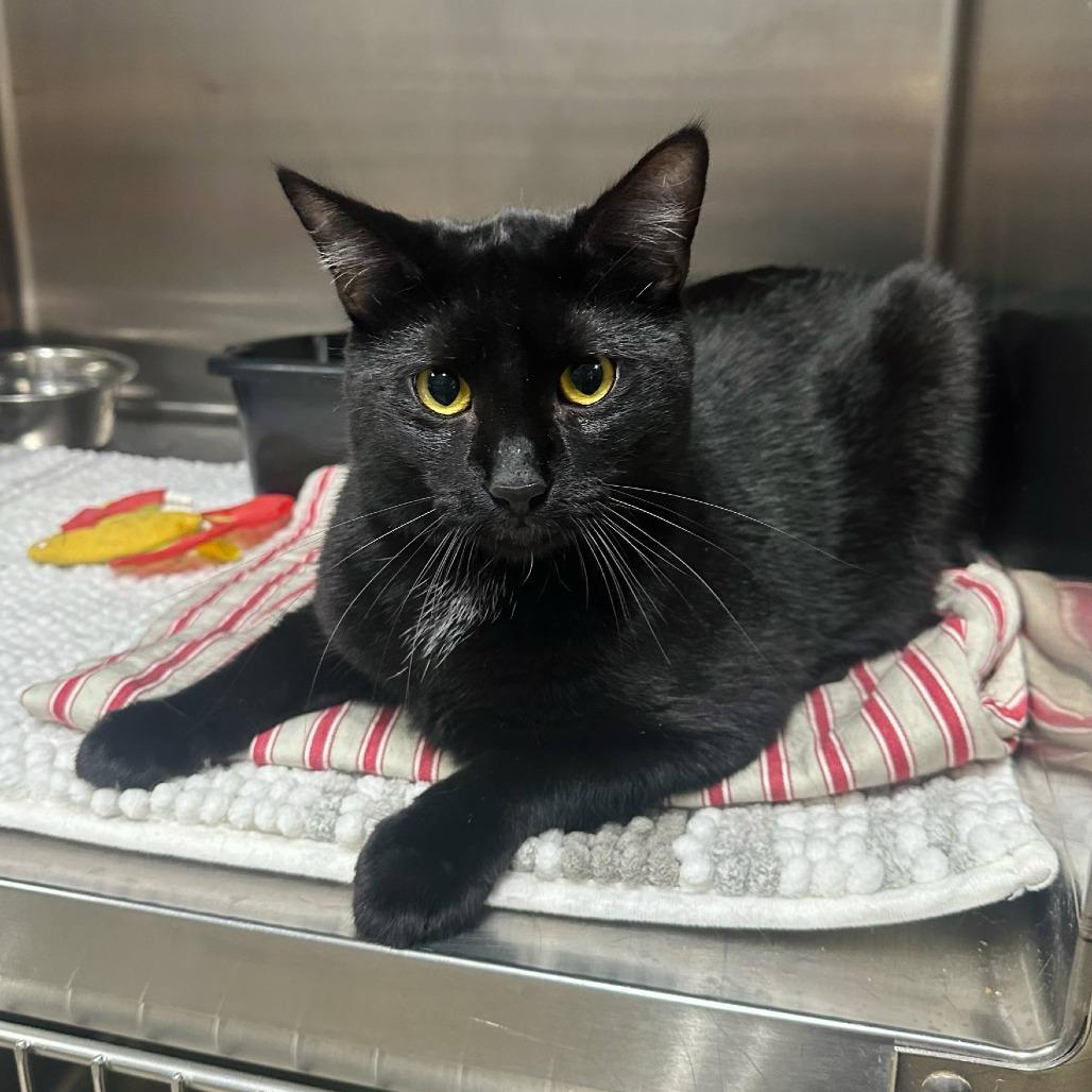 Voodoo- Eureka Petsense