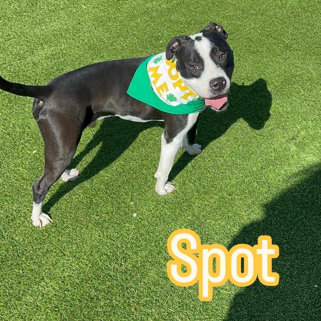 Spot