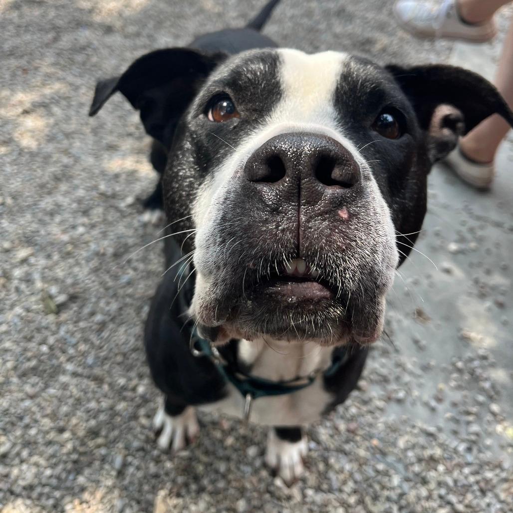 Stella