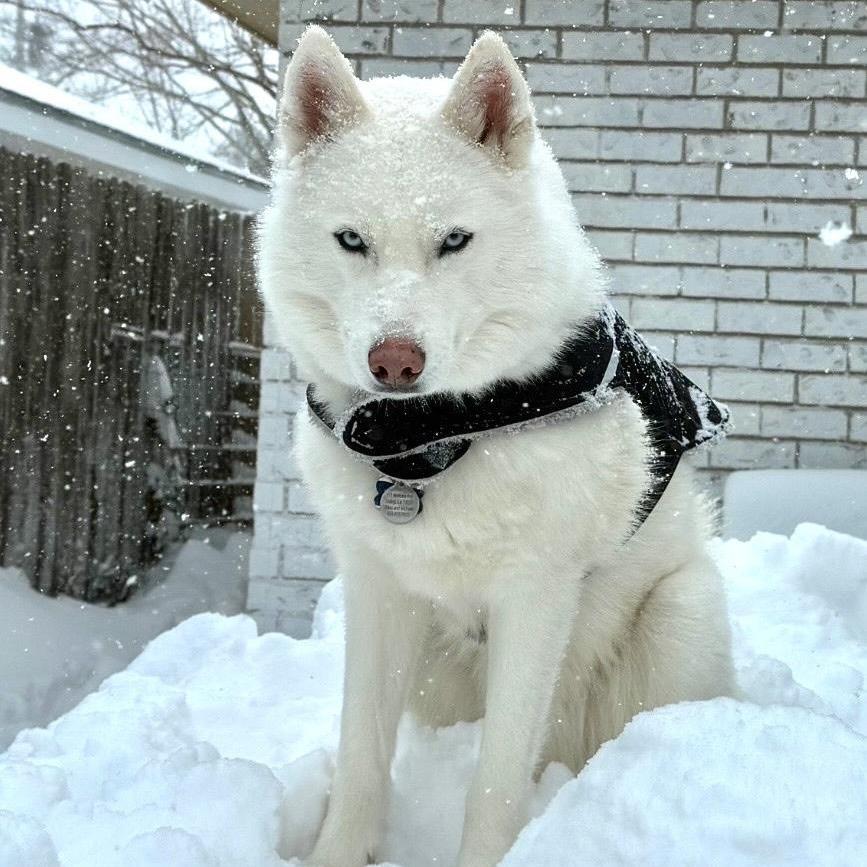 Prince (Reduced Rover)