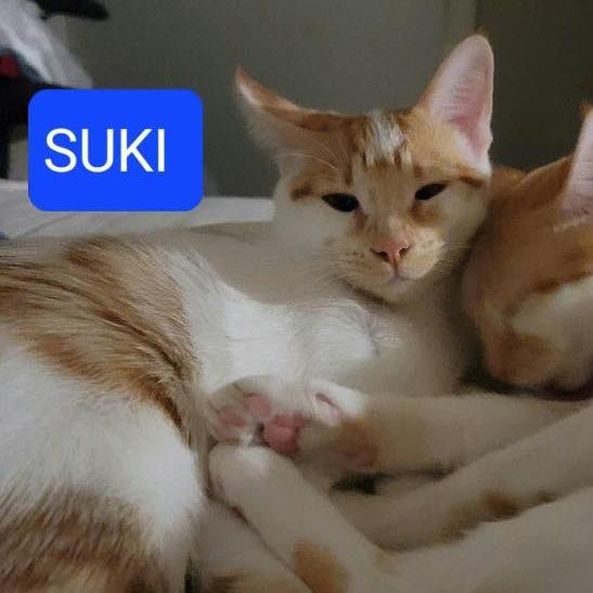 Suki