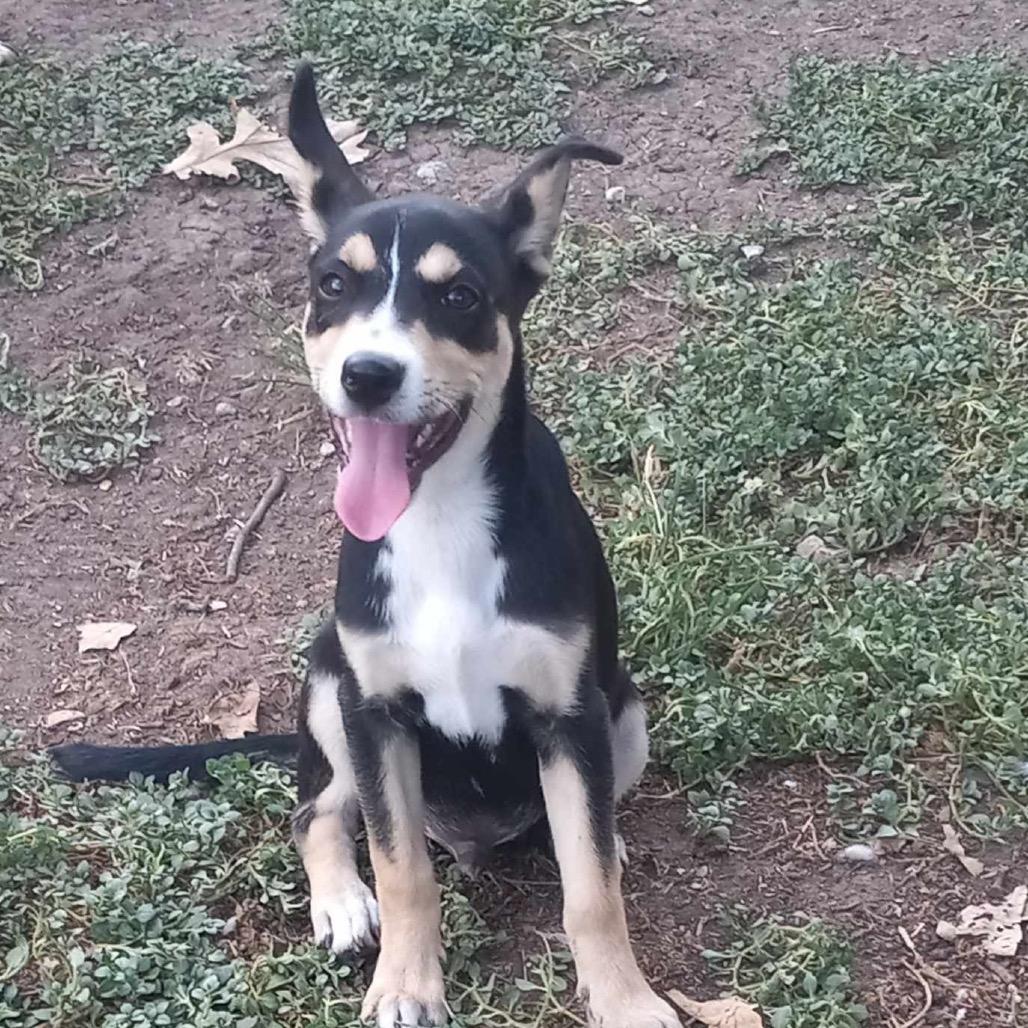 Riley 