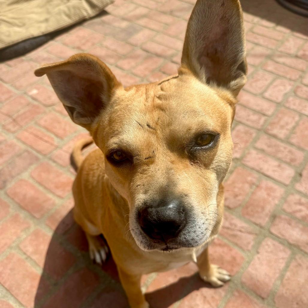 Canelo