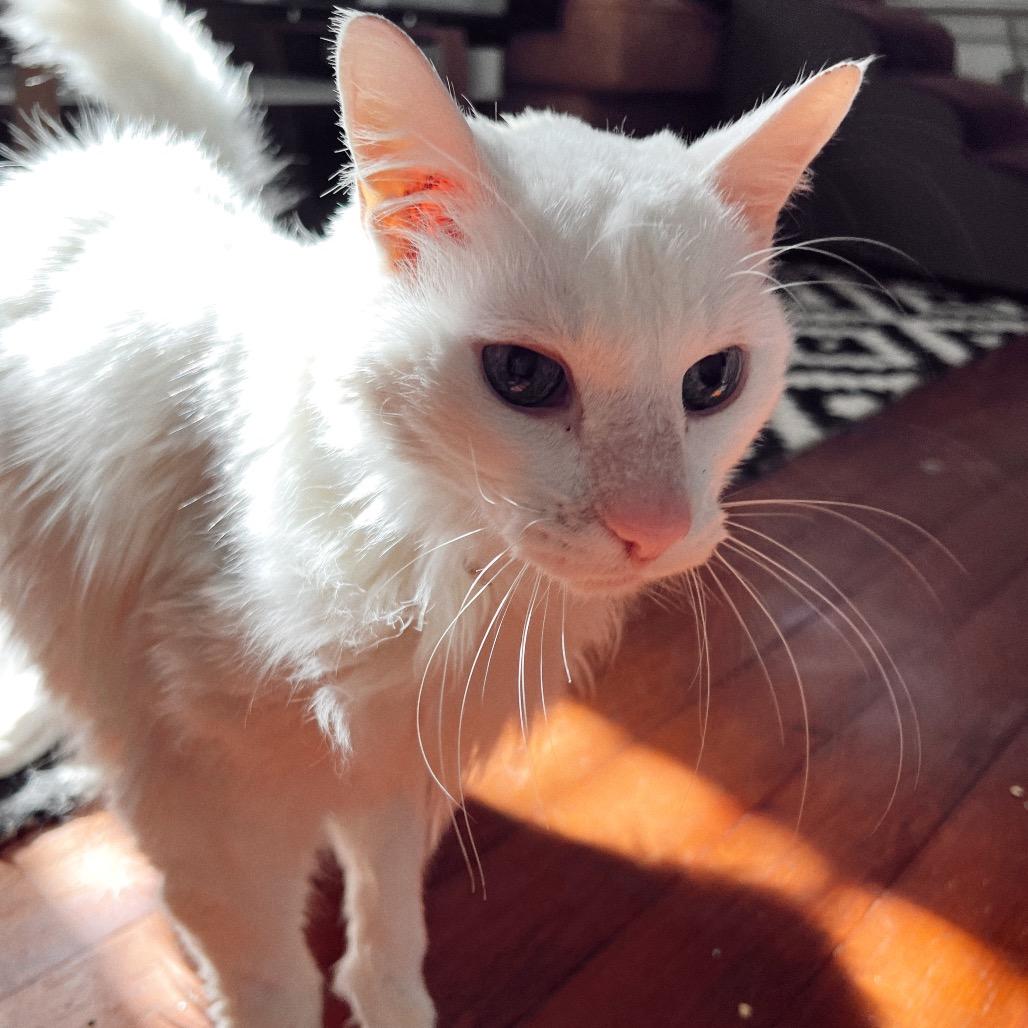 COTTON