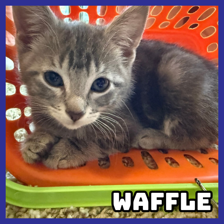 Waffle