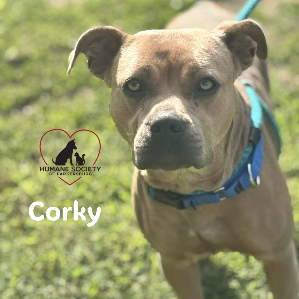 Corky 