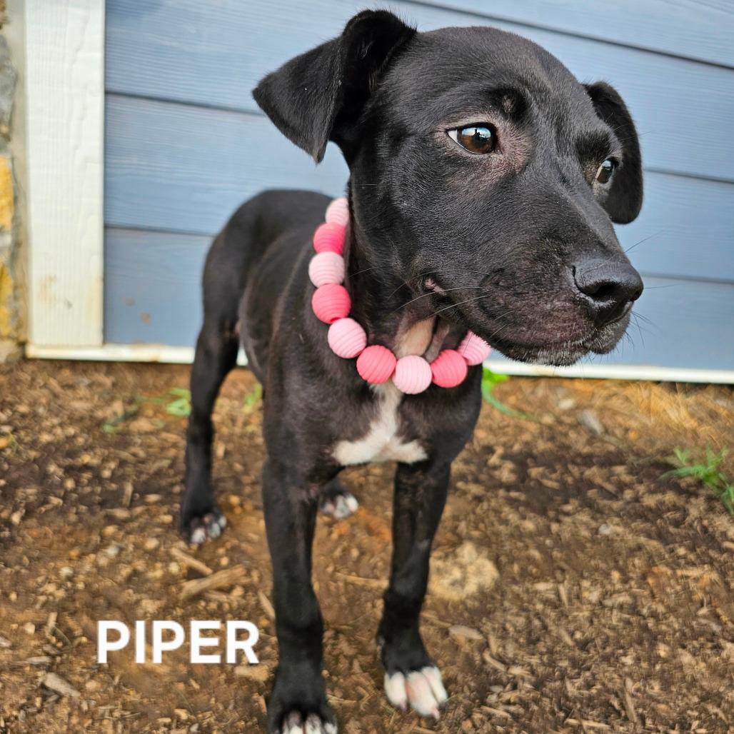 Piper
