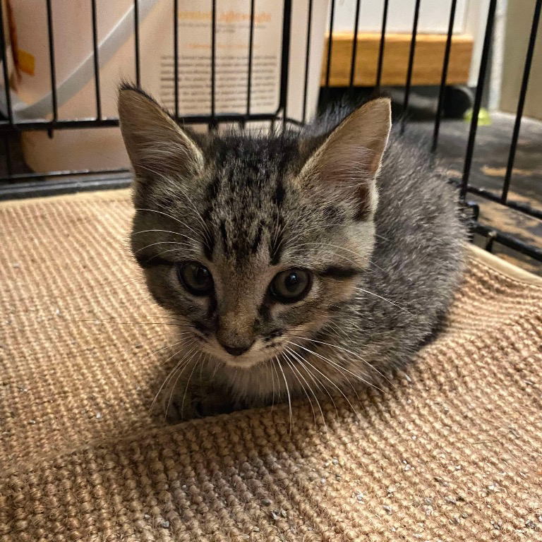 Tiki