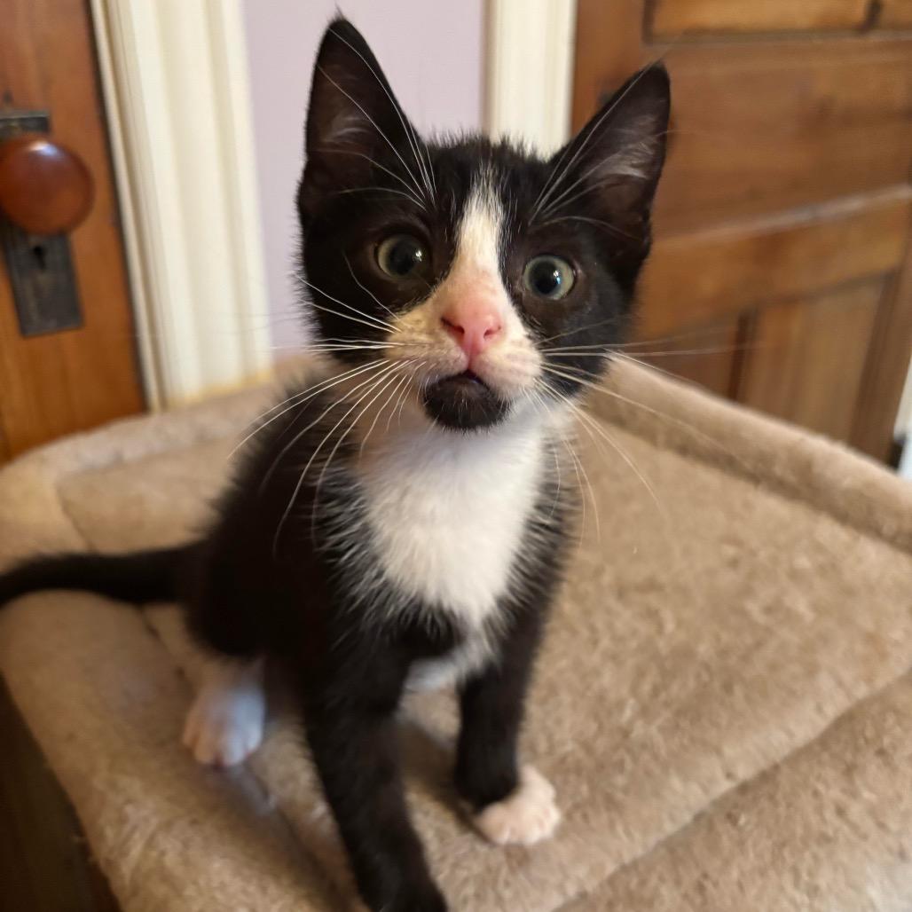 Miranda’s kitten: CrunchWrap