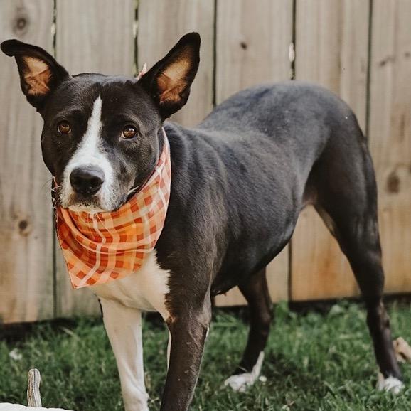Tuna  - In Foster (Adoption Fee SPONSORED!)