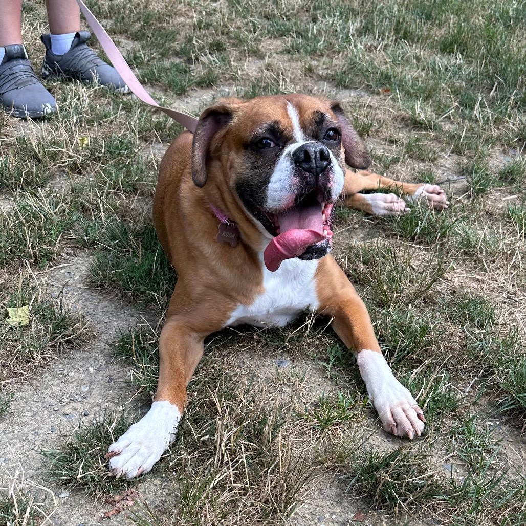 Koda