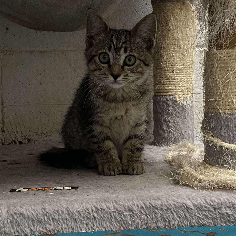 Berlioz