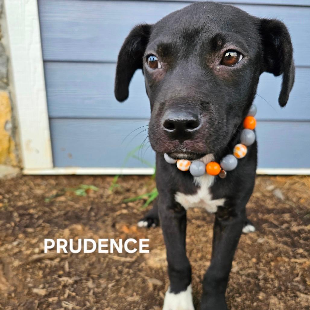 Prudence