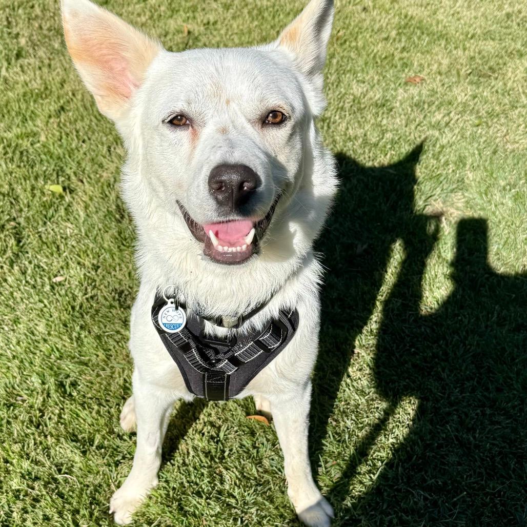 Scout