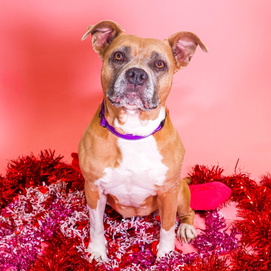 Queen (FKA Sugar Cookie)