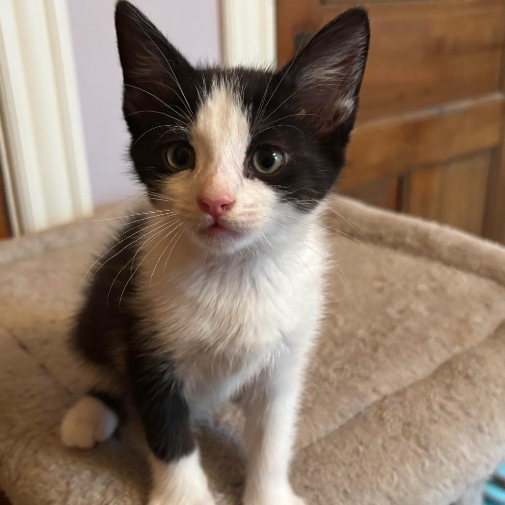Miranda’s kitten: Chalupa