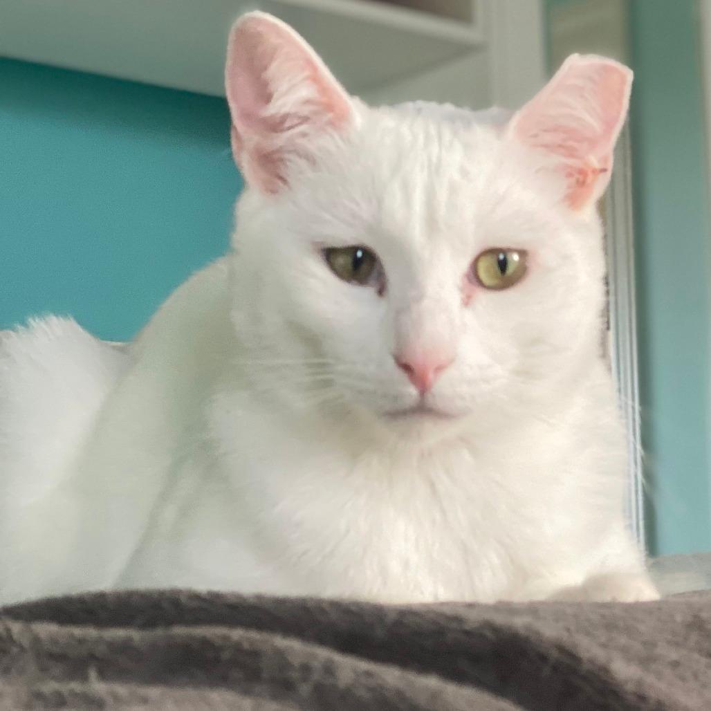 Freddie Purrcury